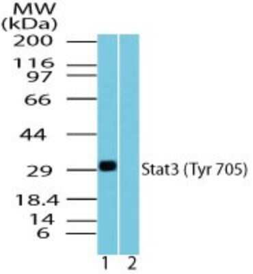 Western Blot: STAT3 [p Tyr705] Antibody [NBP2-24463]